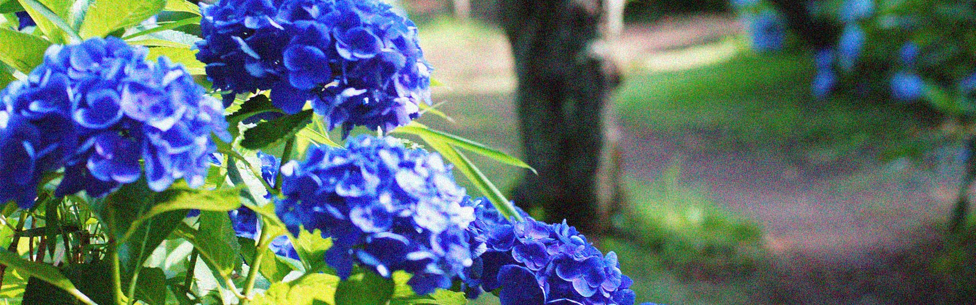 紫陽花の画像